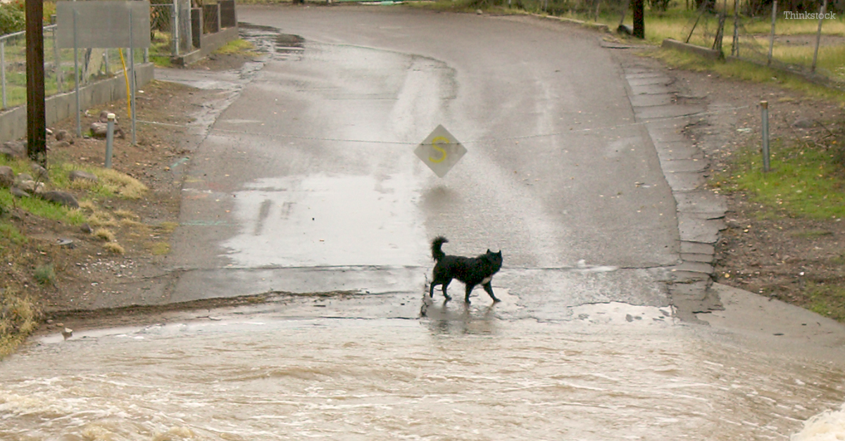 Dog Survives Washington Mudslide and Comforts Grieving Family