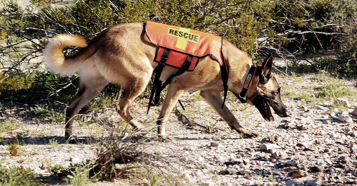 Rescue Dogs Search Washington Mudslide