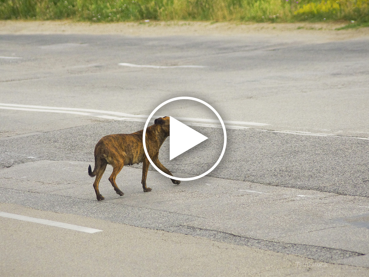 Caught On Camera: Police Save Terrier Dog from Busy Highway