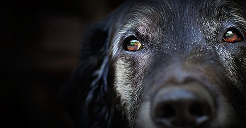 Blind Dog Rescued by Cyclist from Freezing Conditions