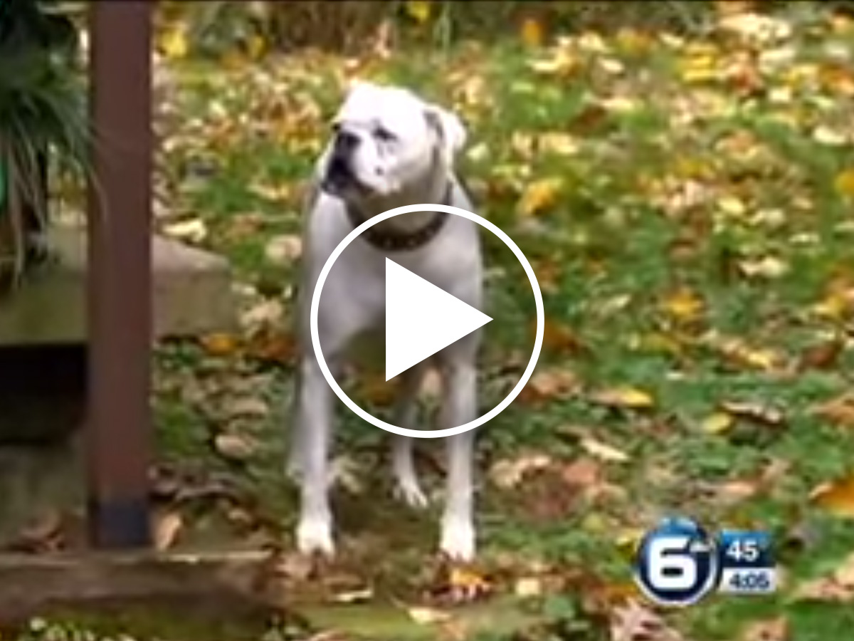 Disabled Dog Fights Through Pain to Save His Guardian’s Life