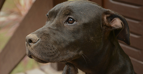 Police Stop Train to Save Dog Tied to Tracks