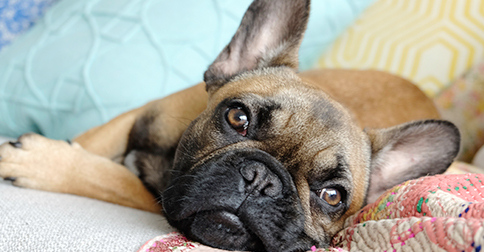 Dwayne “The Rock” Johnson Saves French Bulldog from Drowning