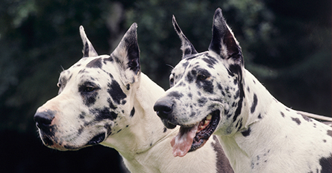 great danes cropped ears great danes cropped ears