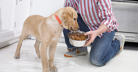 Second Company Recalls Dog Food Due to Listeria Concerns