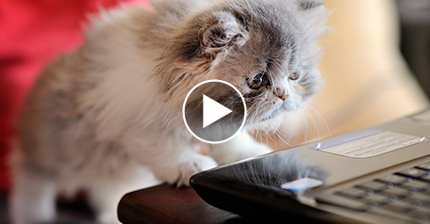pet health network
