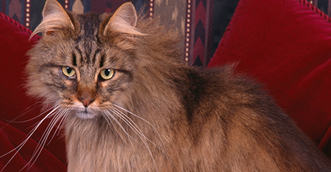 At 26, Corduroy Takes the Title of World’s Oldest Living Cat