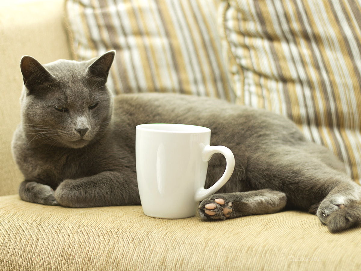 Would You Like a Cat with That Coffee? Yes Please!