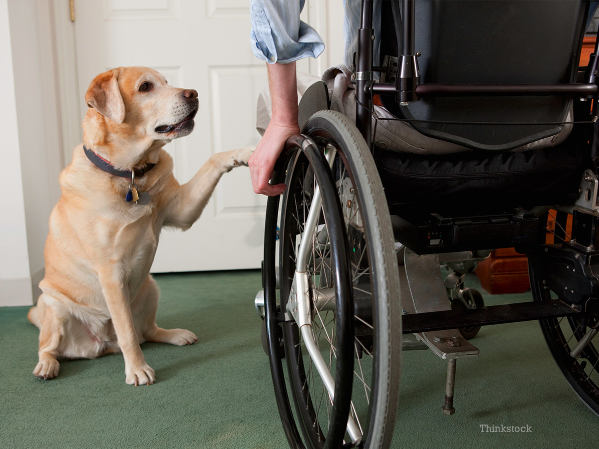 Zeke, the Heroic Dog who Dedicates his Life Saving his Owner's