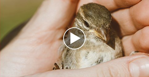 Lost Baby Bird: What Happens Next Will Give You Feel-Good Chills!