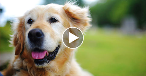 See Last Surviving 9/11 Search Dog Have Best Birthday Ever!