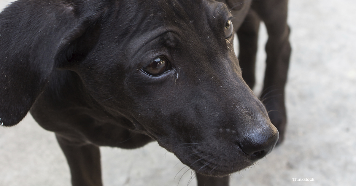 Stray Dogs at Winter Olympic Games in Sochi Overshadow Opening Ceremony