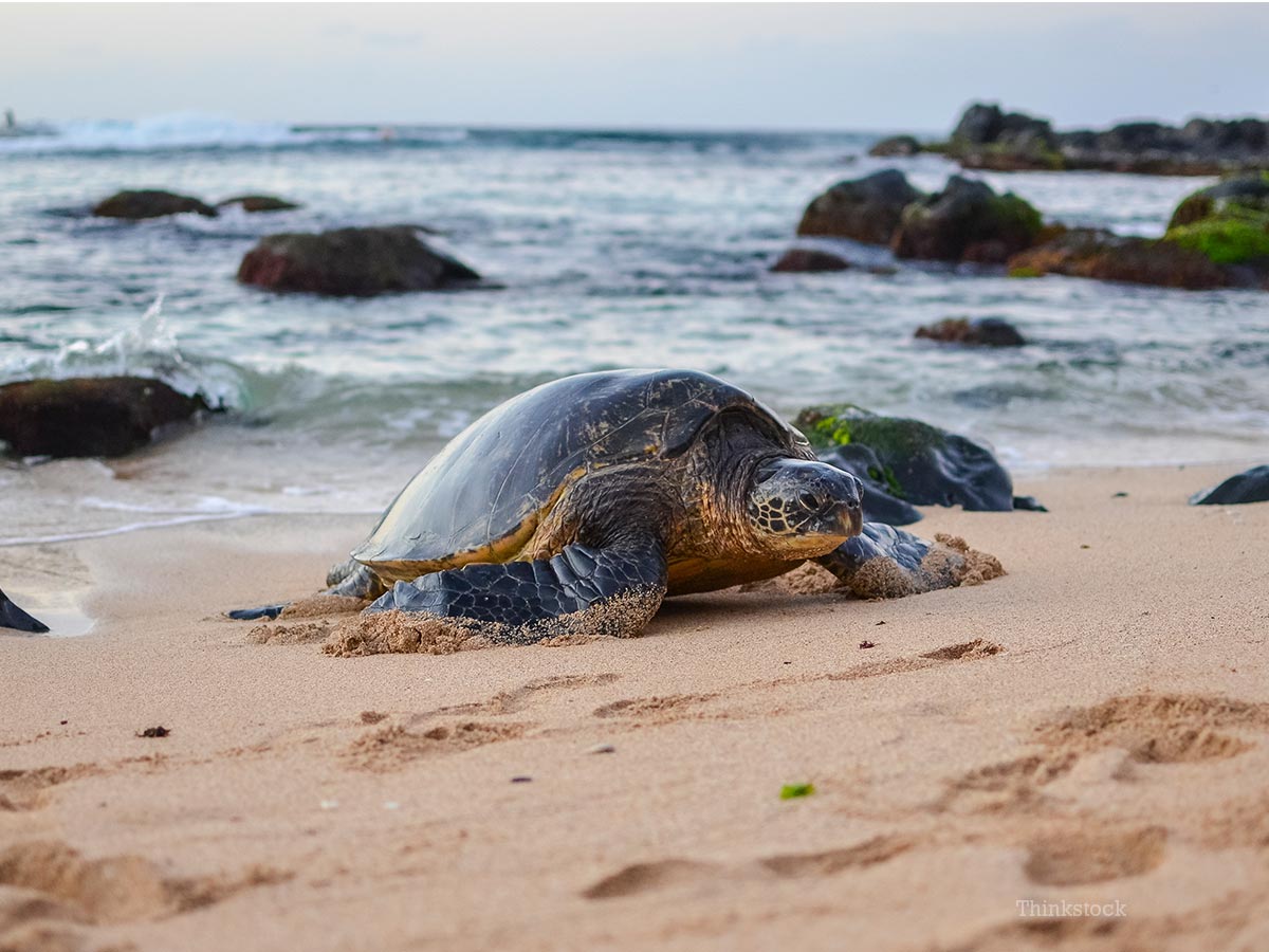 Turtle Crashes Wedding in St. Croix