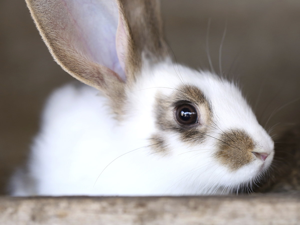 What Rabbits Have To Do With Easter at Pauline Mowery blog