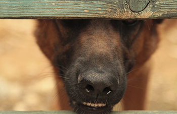 dog's nose
