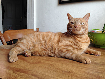 Cat on table