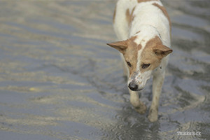 Dog walking in flooded street