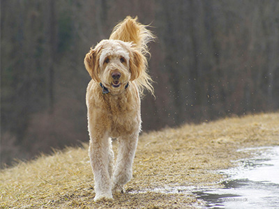 Dog in puddle