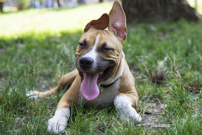 Tired dog laying down