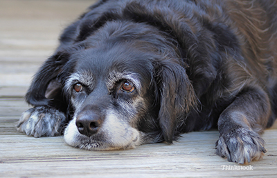 Old dog laying down