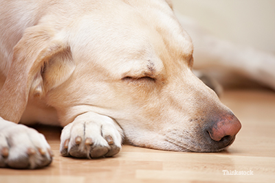 Tired dog laying down