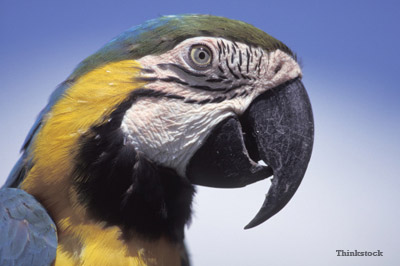 Parrot close up