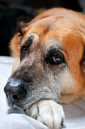 Senior dog laying down