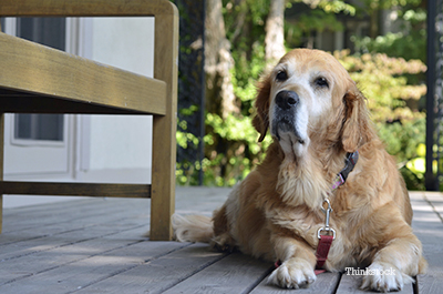 Golden retrievers and sales seizures