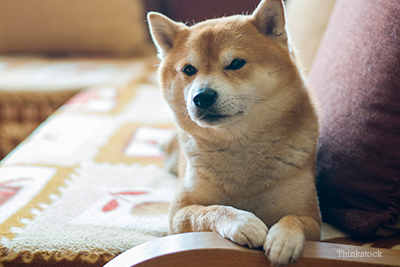 Dog on couch