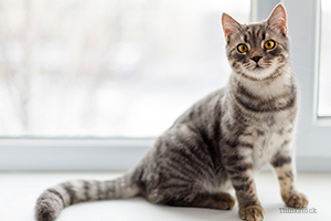 Cat on windowsill