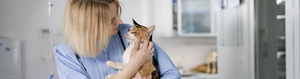 Veterinarian and cat