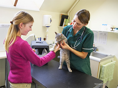 Cat at vet with owner