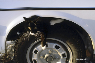 Cat under car looking up