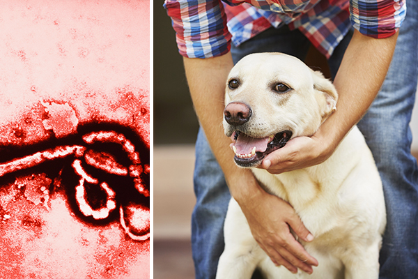 Ebola virus and dog