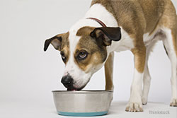 Dog eating out of bowl