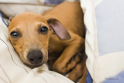 Dog in bed