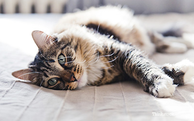 Cat laying down on a bed