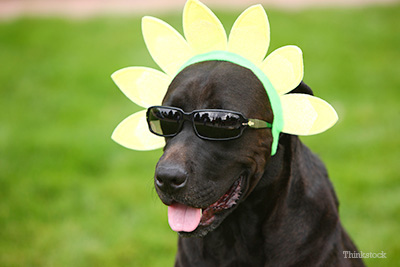 Dog wearing sunglasses