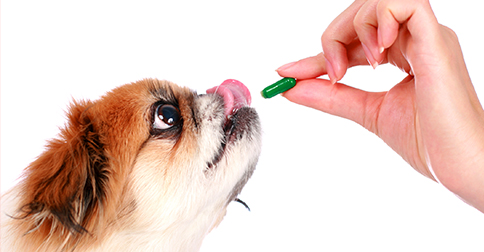 pets preventive care
