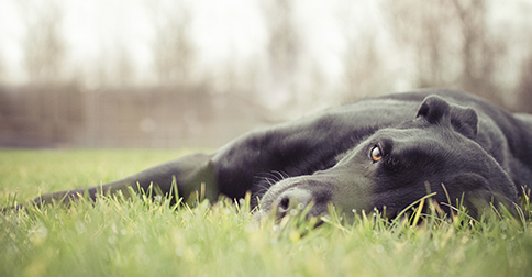 pet health network