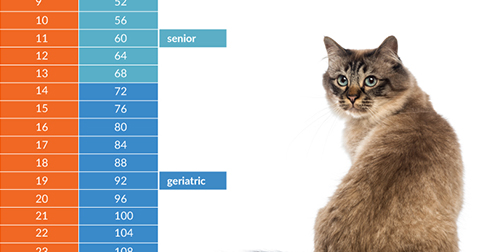 How Old Are Cats In Human Years Chart