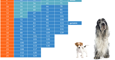 Medium Sized Dog Age Chart