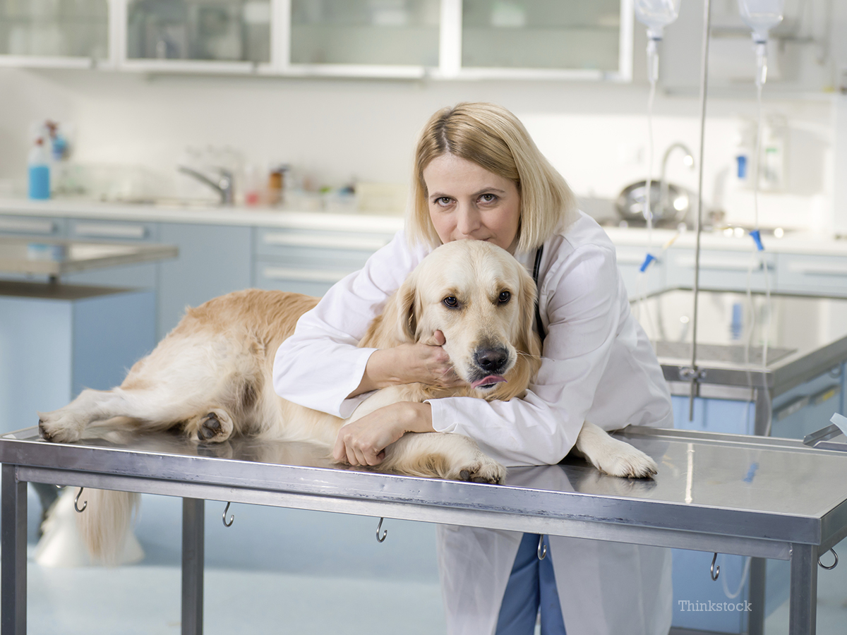 Annual Visits to the Veterinarian Provide Important Insights to Your