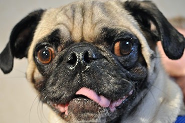 pet health network