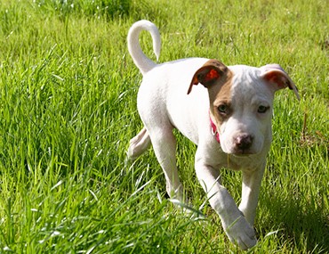 puppy to outside outdoor dogs the about leaving your outside all the time puppy to outside outdoor dogs the about leaving your outside all the time