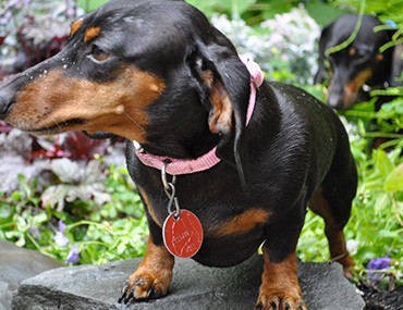 wobblers in dogs wobbler in dogs wobblers in dogs wobbler in dogs