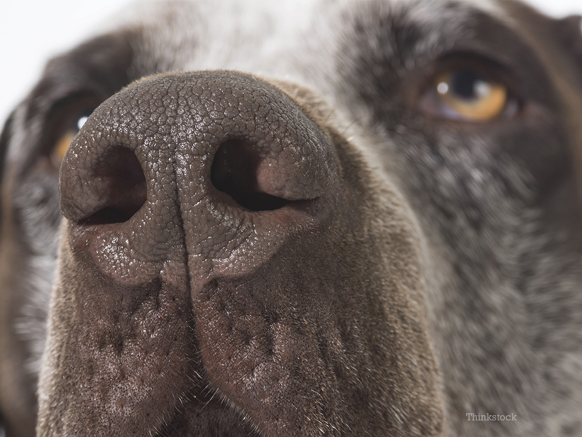 aspergillosis in dogs aspergillosis in your aspergillosis in dogs aspergillosis in your
