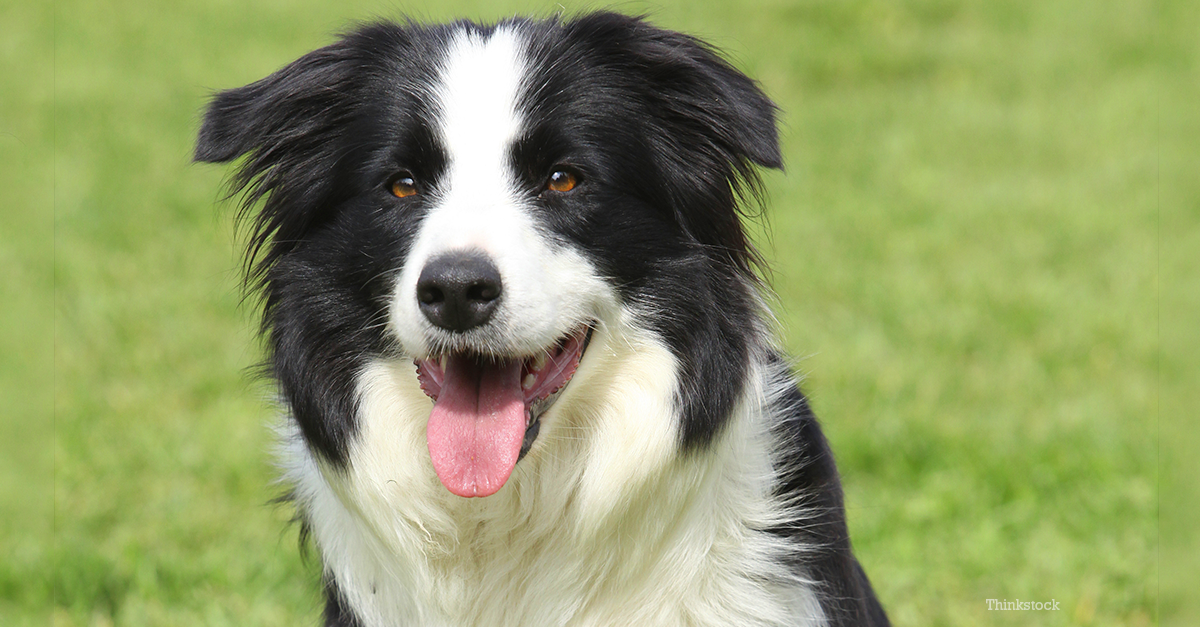 border-collie458913775.png
