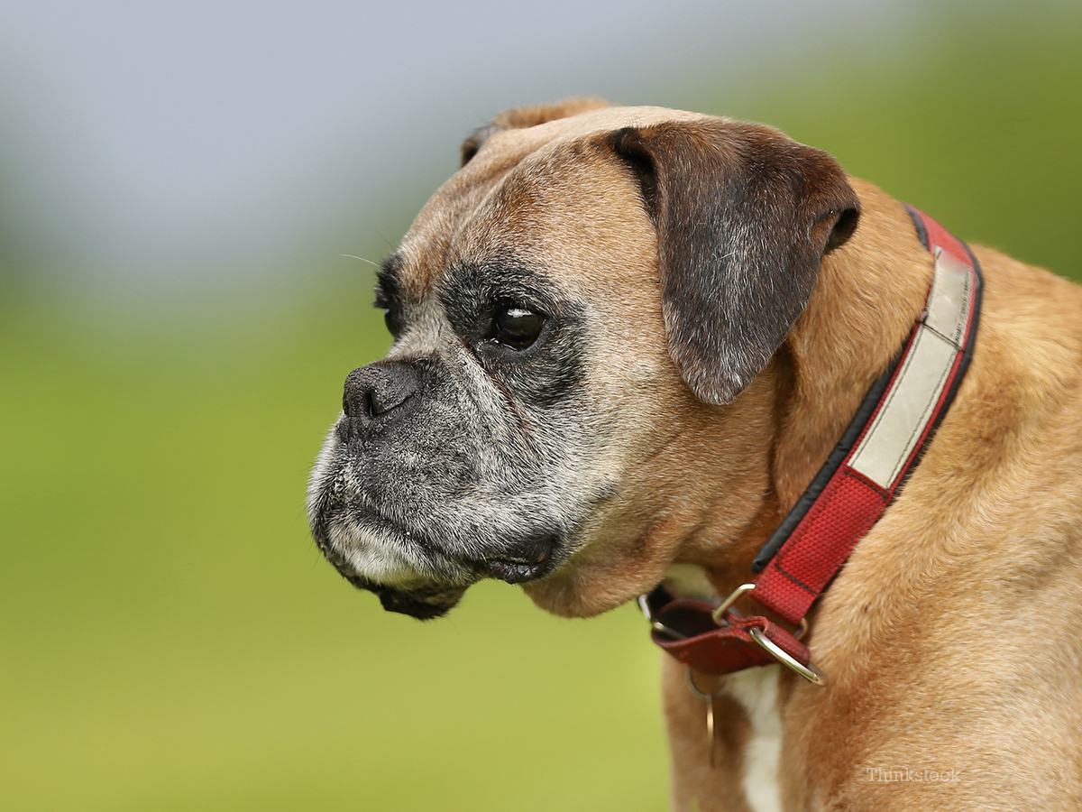 Boxer Cardiomyopathy (AVCP) A Threat to the Boxer Breed