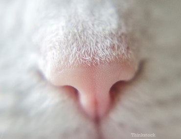 breathing problems in dogs breathing problems in dogs and cats dyspnea breathing problems in dogs breathing problems in dogs and cats dyspnea